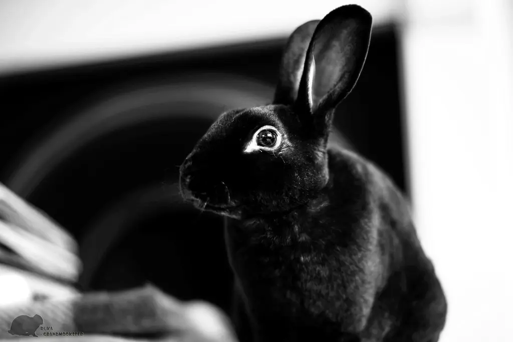 Inquisitive Jussi