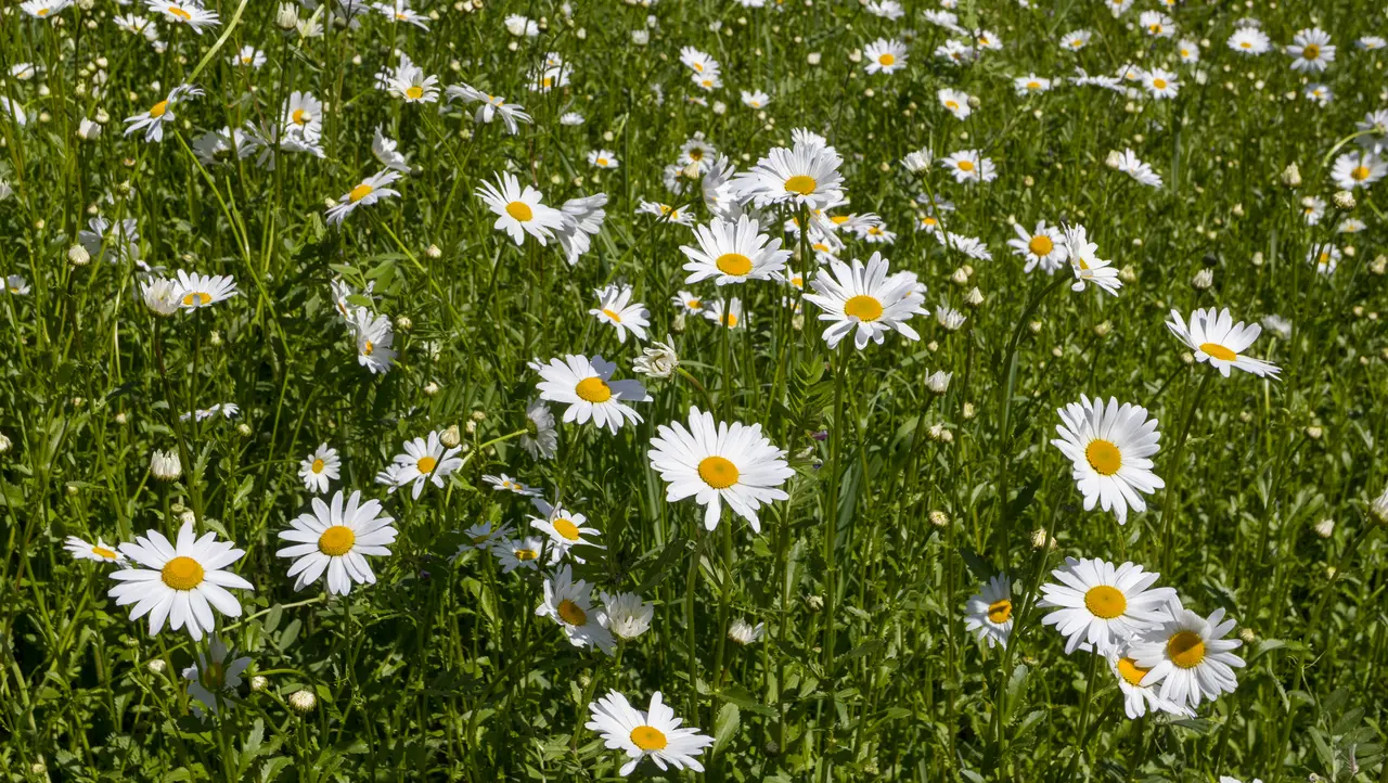 Grande marguerite à Monchecourt (Leucanthemum maximum)