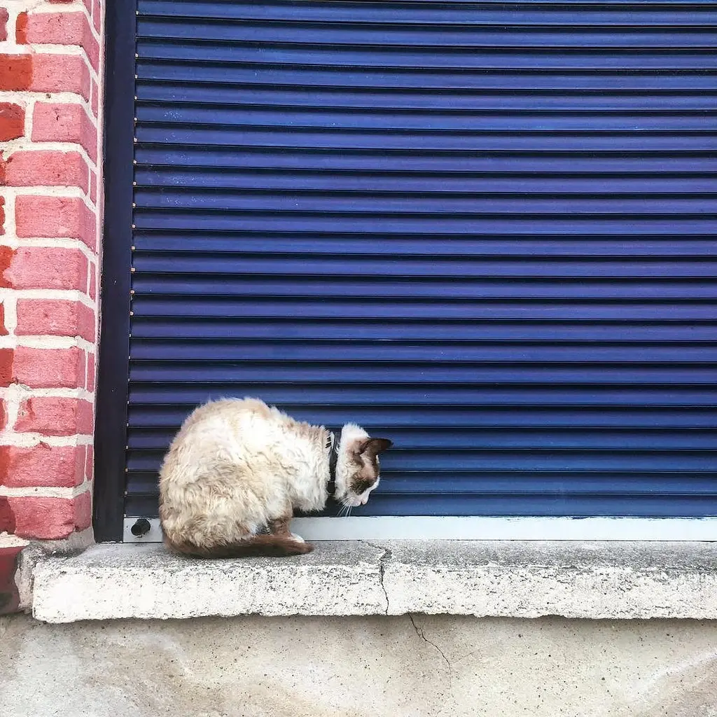 cladelcroix: Le chat au volet bleu 🔵 Mons-en-Barœul, France * * * * * #cat #cats #catlovers #colors #lillemaville #igerslille #igworldclub #ig_photooftheday #instagood #photooftheday #beautiful #instadaily #art #amazing #bestoftheday #t