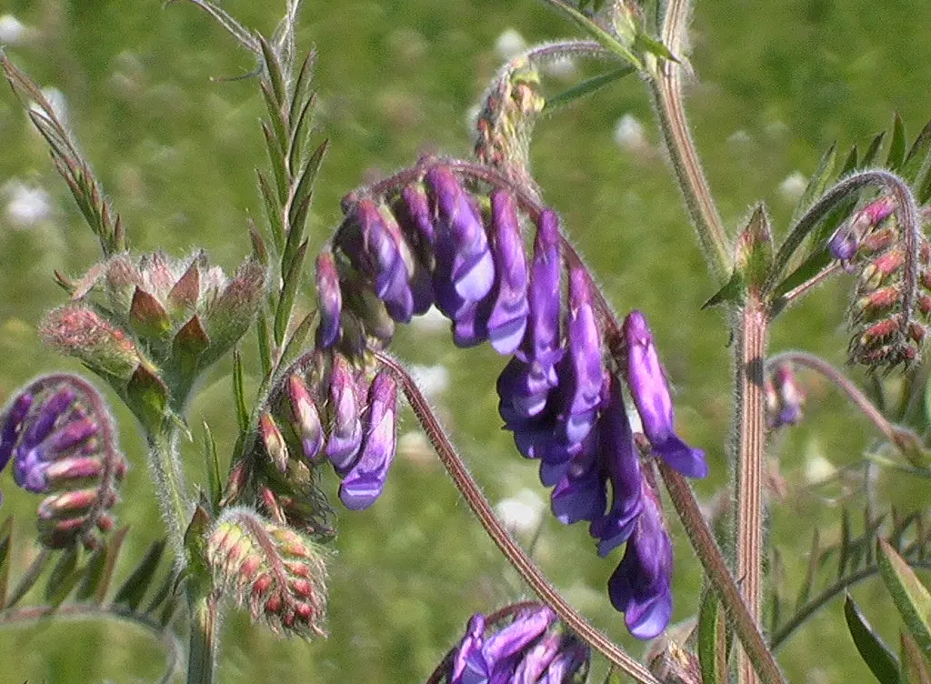 04 05 28 Montgrésin 34