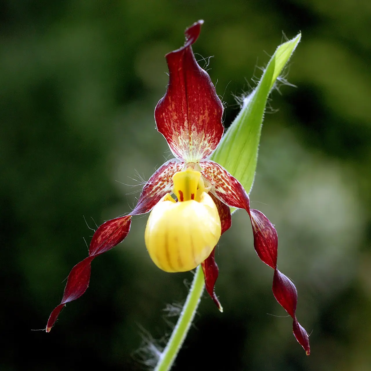 Cypripedium parviflorum Orchi 014