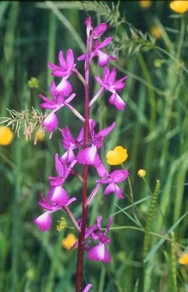 Orchis laxiflora2
