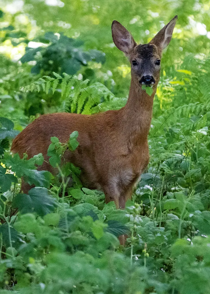 Chevreuil - brocard - Phalempin - Roe deer