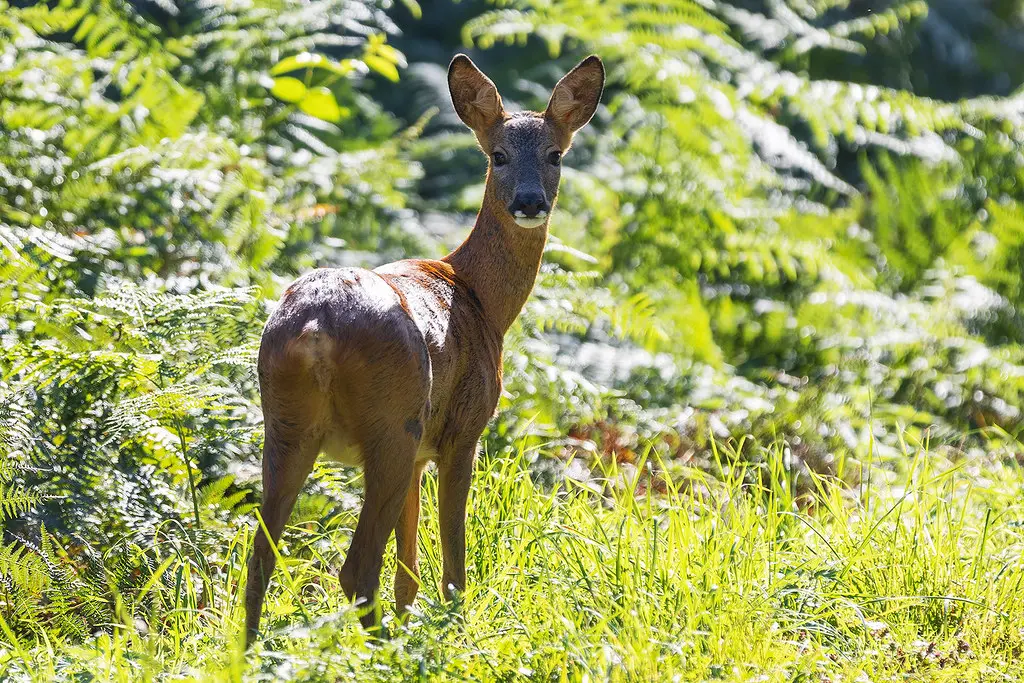 Chevreuil - chevrette - Phalempin - Roe deer