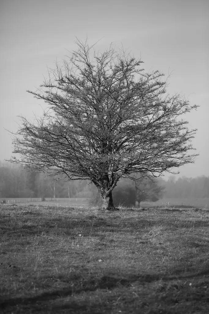 Another Tree in Prouvy