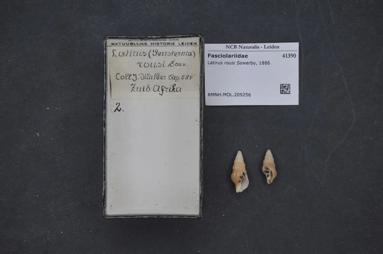 Naturalis Biodiversity Center - RMNH.MOL.209256 - Latirus rousi Sowerby, 1886 - Fasciolariidae - Mollusc shell