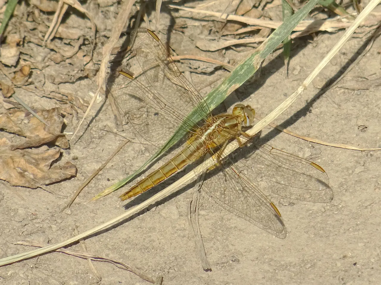 File:19-06-2017 Crocothémis erythraea femelle à Ruminghem 2.jpg