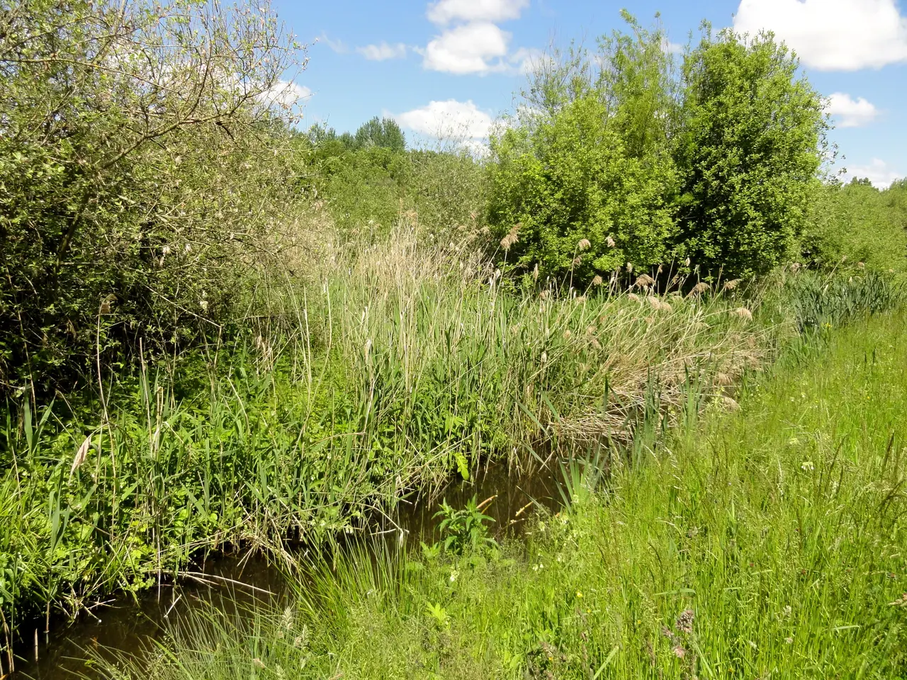 Sacy-le-Grand (60), marais de Sacy, RD 75 2