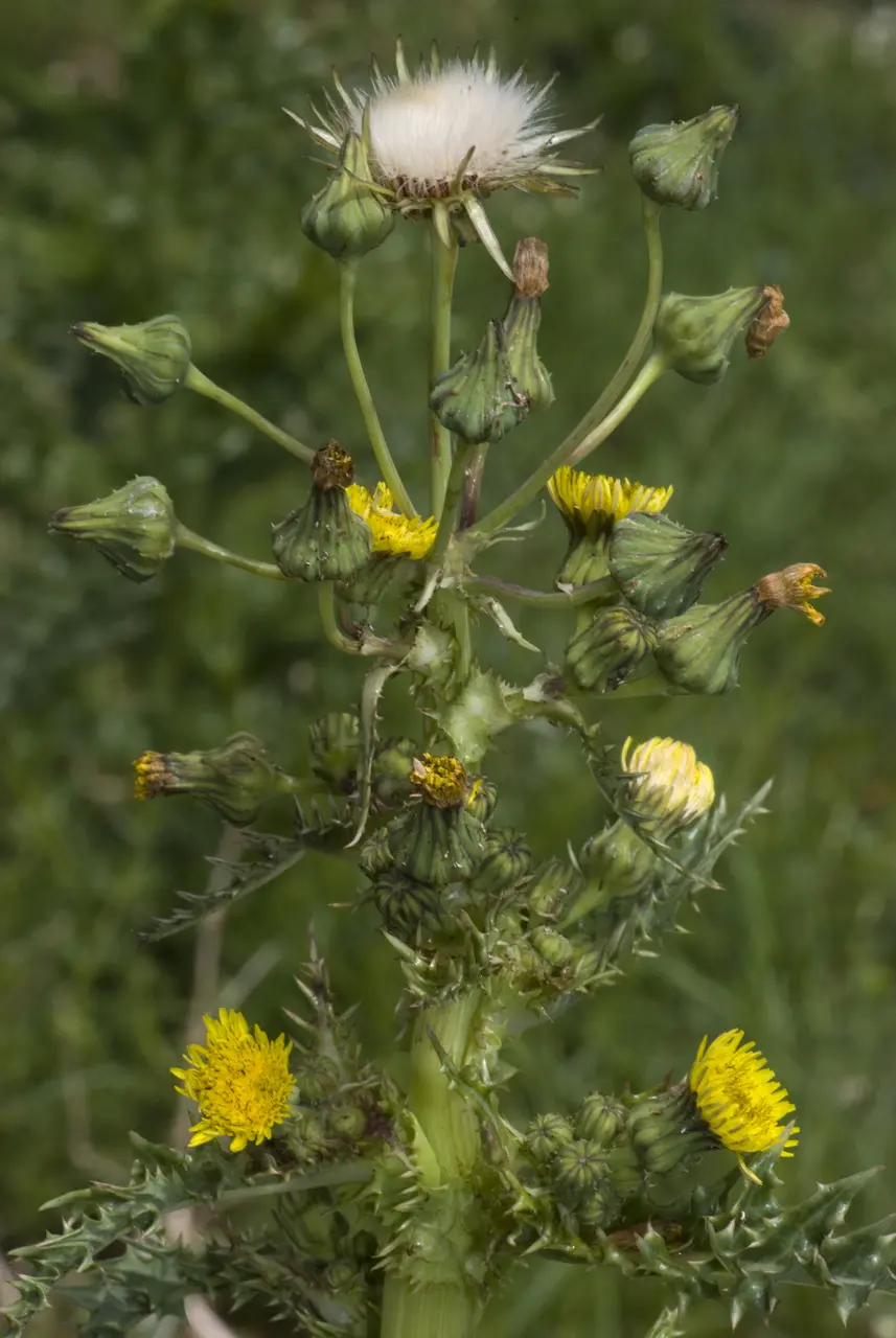 Sonchus asper saint-fuscien 80 19052007 4