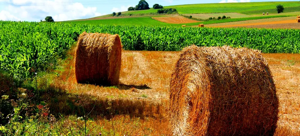The Fields of Northern France #dailyshoot # Saint Omer