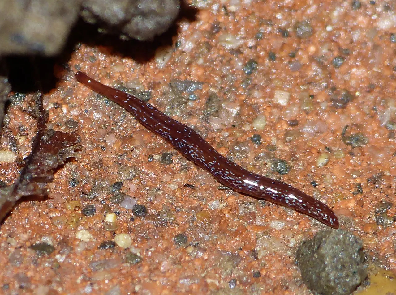 File:Marionfyfea adventor (Geoplanidae) - Saveuse, France.jpg