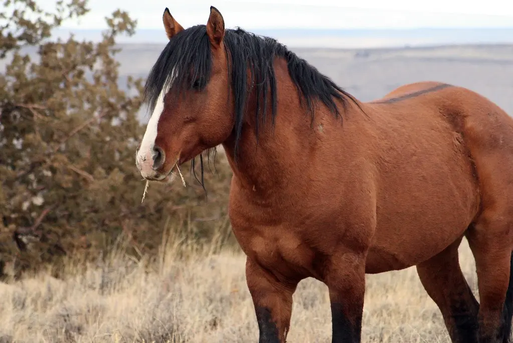 Feral Horse, South Steens HMA, Steens Mountain, Oregon IMG_0586a