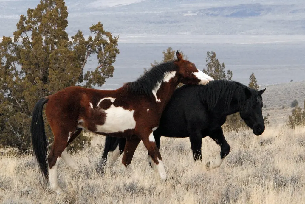 Feral Horses, South Steens HMA, Steens Mountain, Oregon DDZ_0103