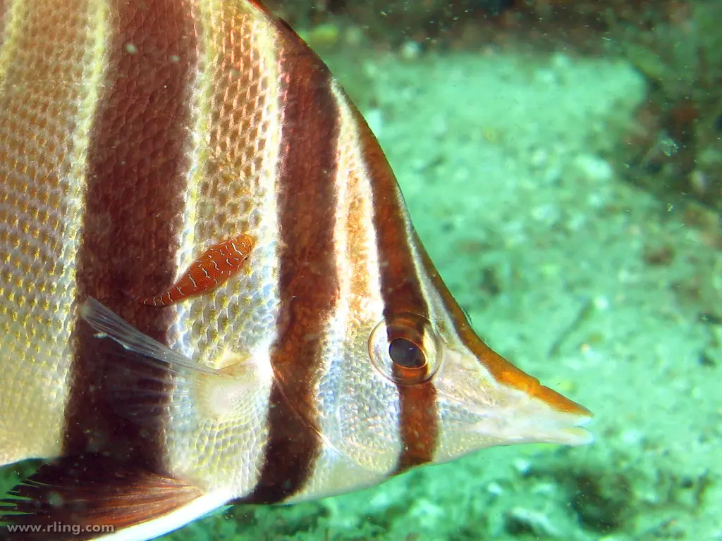 Eastern Cleaner Clingfish on Eastern Talma