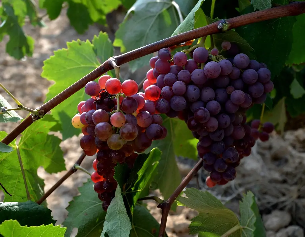 Xarel-lo vermell, Vilafranca del Penedès.