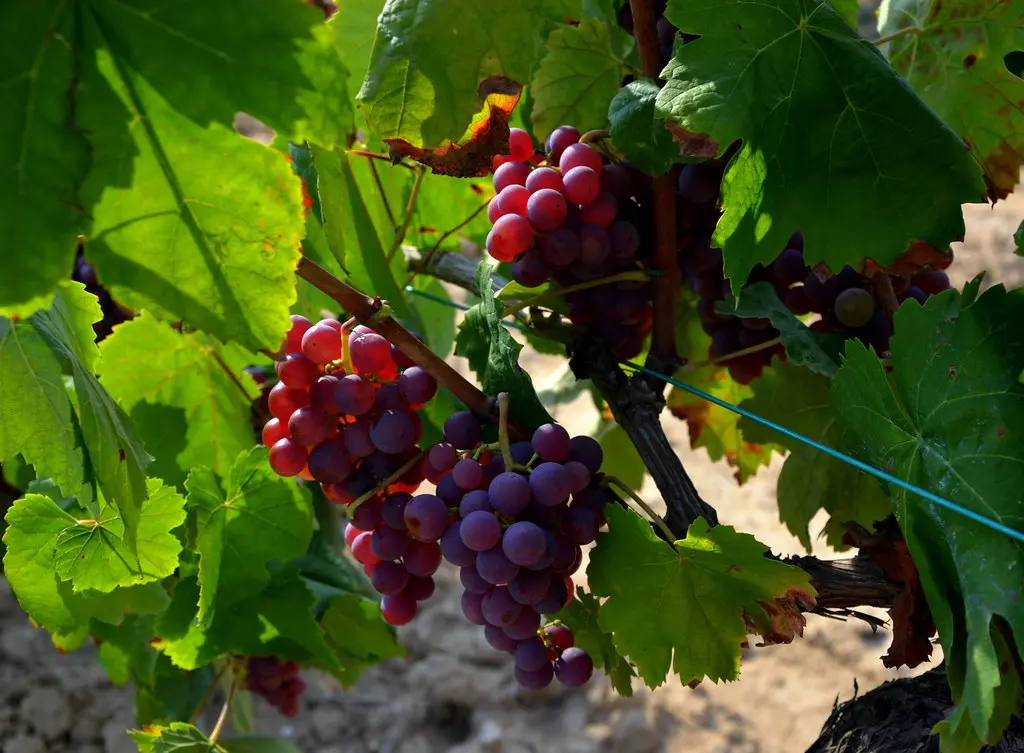 Xarel-lo vermell, verema 2014, Vilafranca del Penedès.