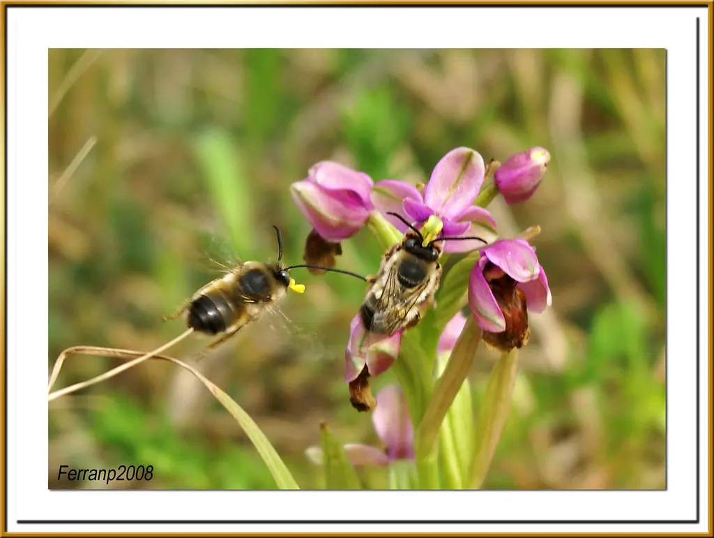 Mosques vermelles amb abelles - Orquídea avispa - sawfly orchid -Ophrys tenthredinifera