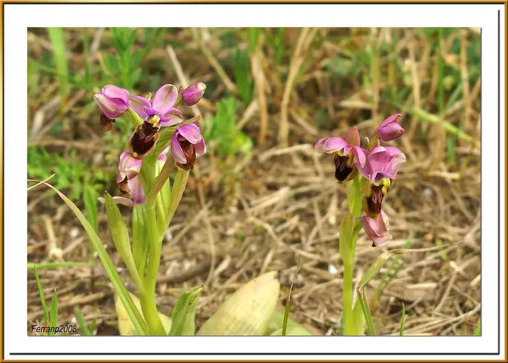 Mosques vermelles - Orquídea avispa - sawfly orchid -Ophrys tenthredinifera