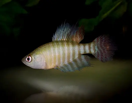 Simpsonichthys brunoi