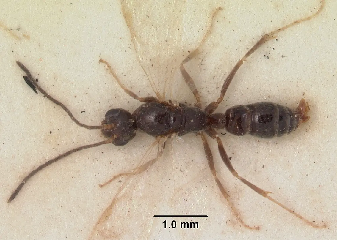 Pachycondyla brunoi sam-hym-c002324 dorsal 1