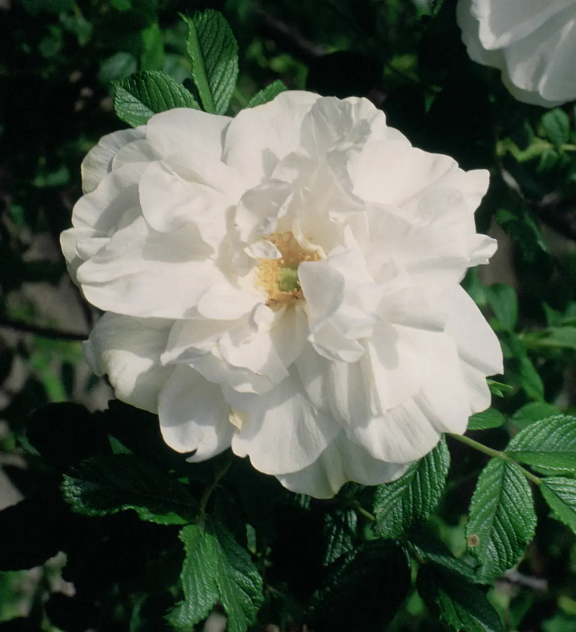 Rosa 'Blanc Double de Coubert'