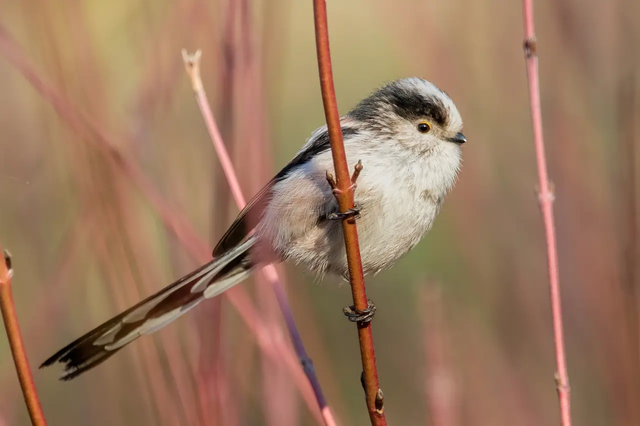 Long-tailed tit Gennevilliers 05