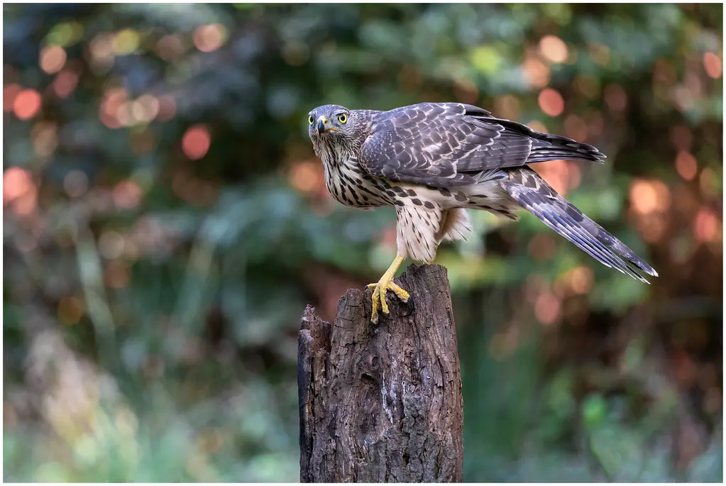 Northern Goshawk (juvenile) - Havik (juveniel) (Accipiter gentillis) ...