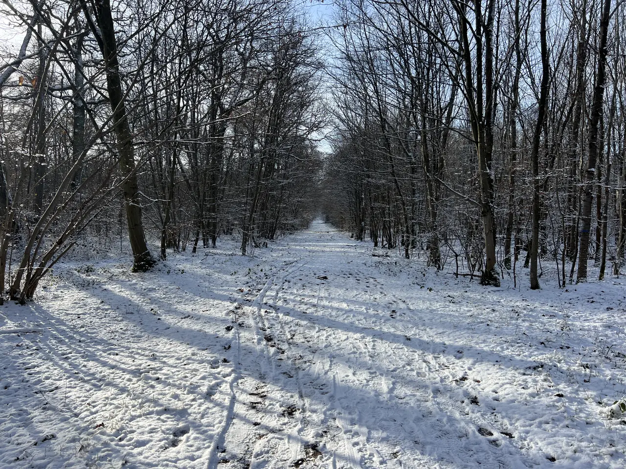 Forêt Domaniale Montceaux - Germigny-l'Évêque (FR77) - 2024-01-20 - 5