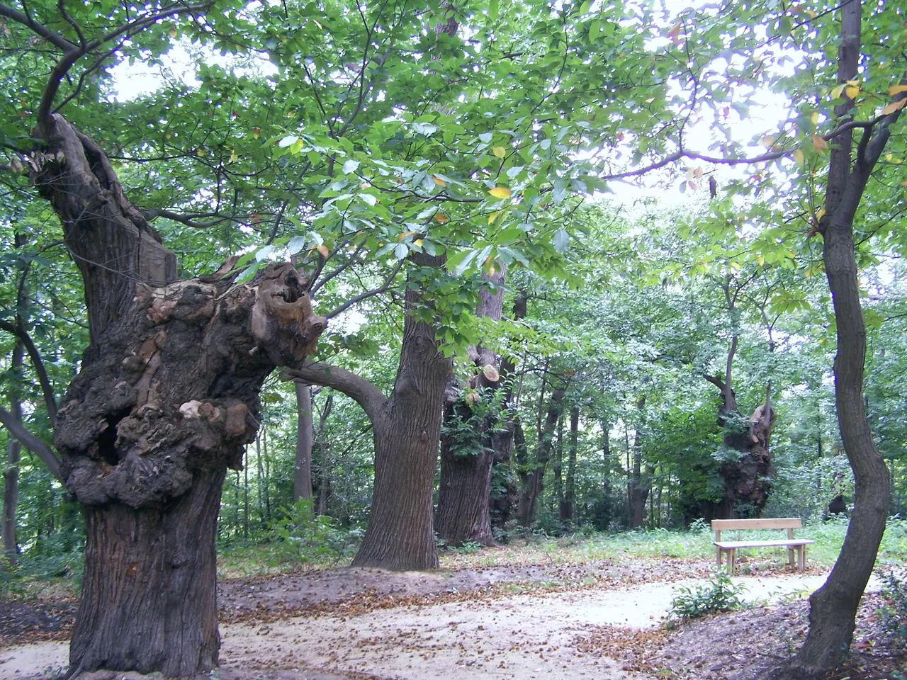 La Celle-Saint-Cloud Châtaigniers de Tournebride