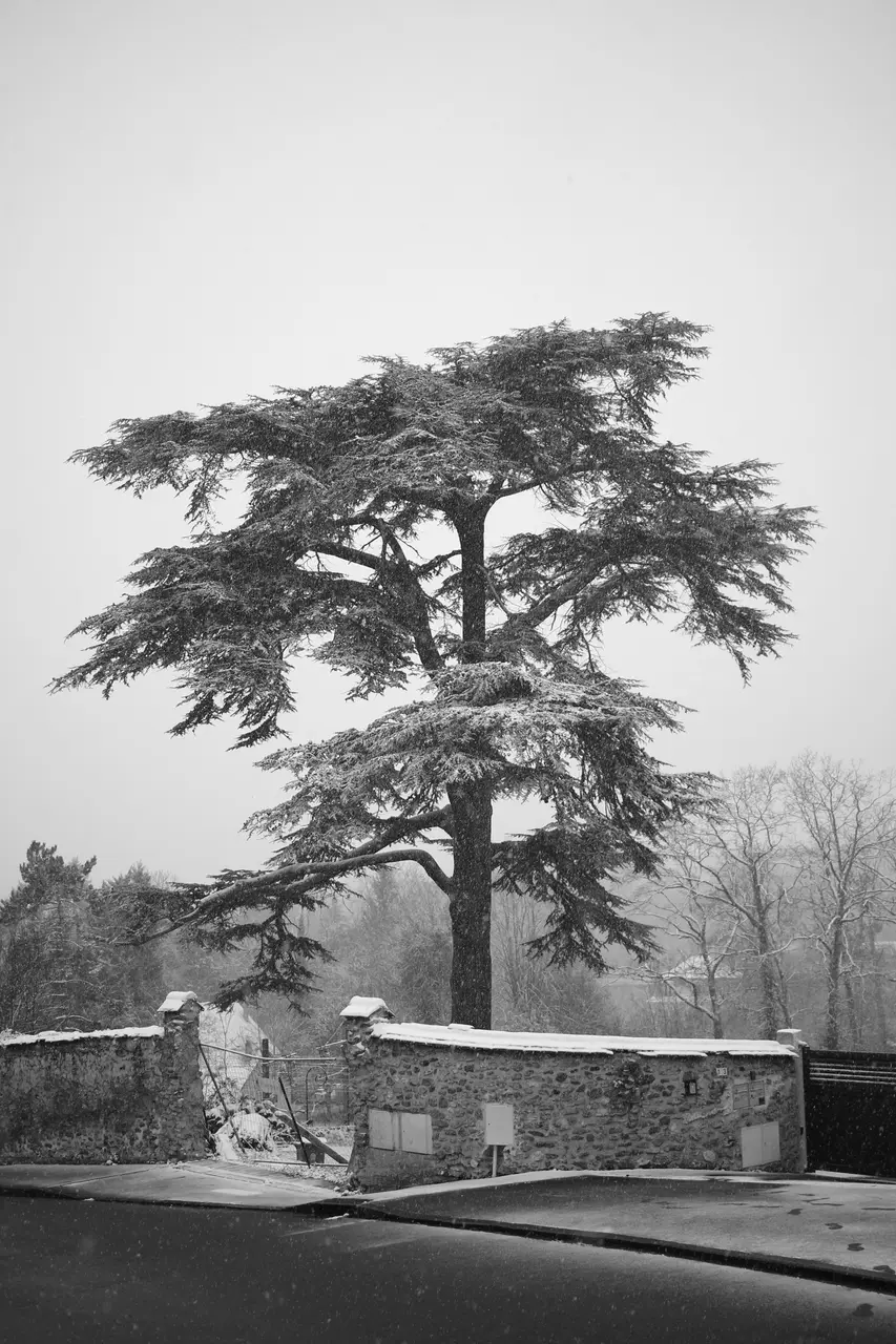 Le Coudray-Montceaux - janvier 2021 - Sous la neige (05)