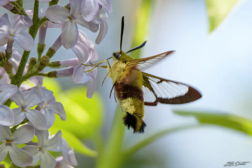 Sphinx-colibri dans le lilas du jardin_1934-1