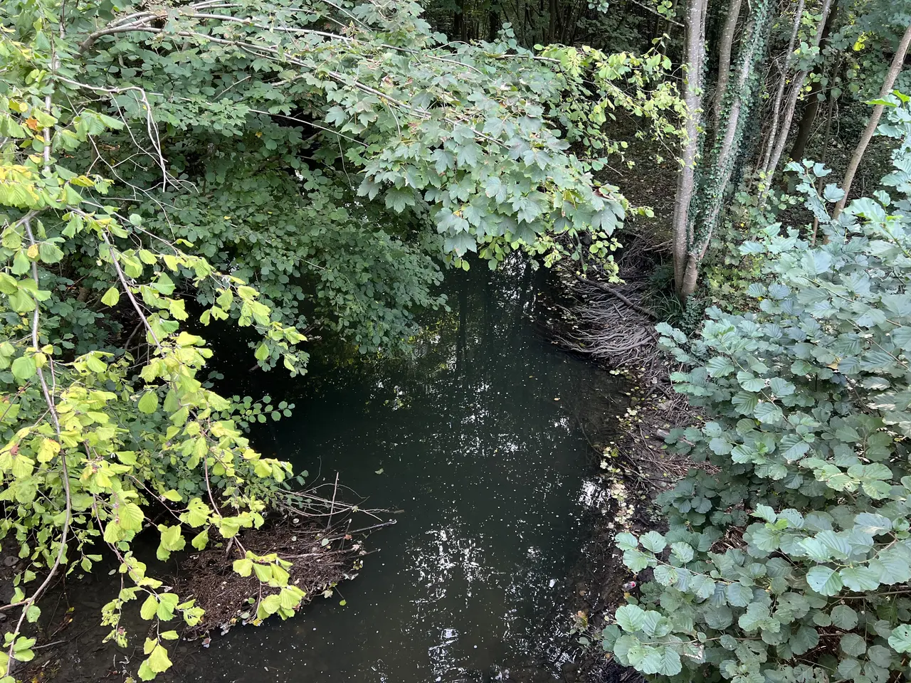 Rivière Ménagerie - Lésigny (FR77) - 2023-09-30 - 1