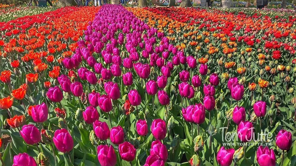 Flowers in the Keukenhof Gardens, Lisse, Netherlands - 2453