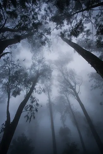 Morning Fog, Nandi Hills, Karnataka