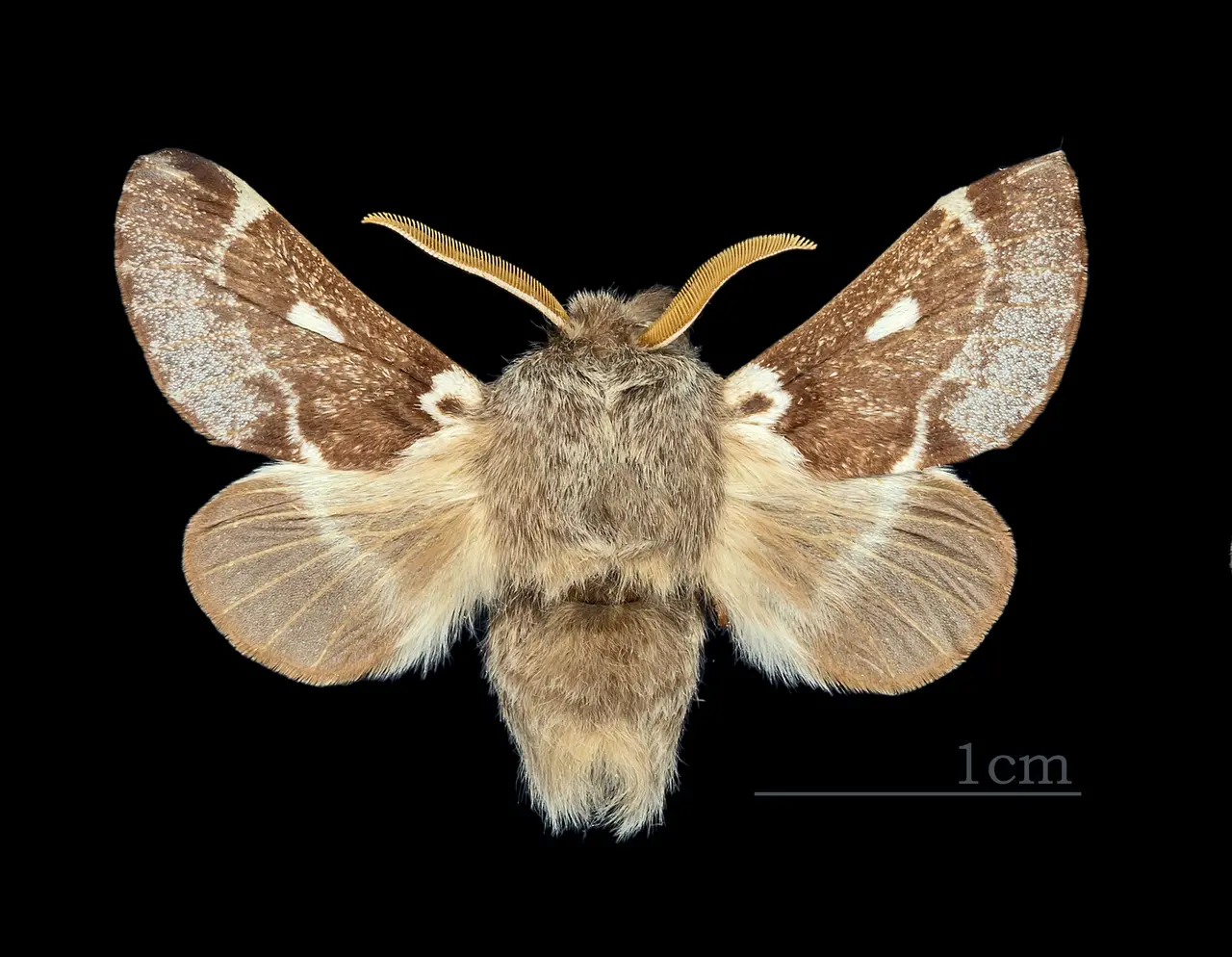 File:Eriogaster lanestris MHNT CUT 2011 0 446 Male Ozoir-la-Ferrière dos.jpg