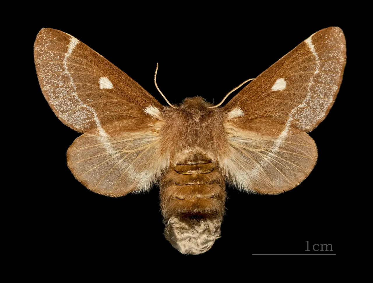 File:Eriogaster lanestris MHNT CUT 2011 0 446 female Ozoir-la-Ferrière dos.jpg
