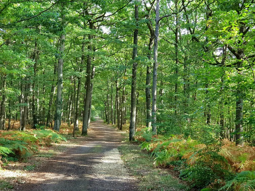 Forêt régionale de Rosny sur Seine - Yvelines - Samsung Galaxy Note 8