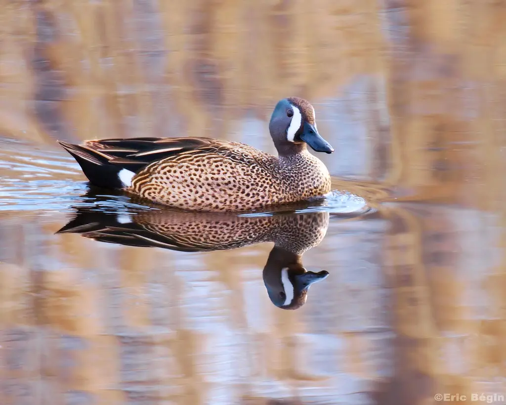 Blue-winged Teal / Sarcelle à ailes bleues