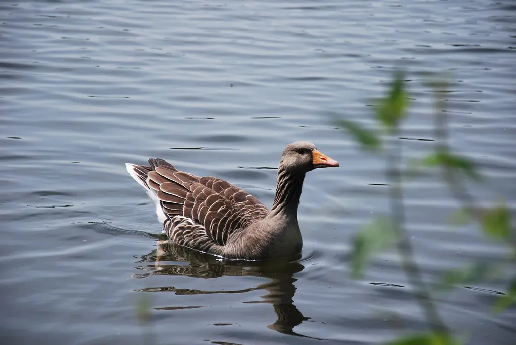 Marais de Fontenay - Etang fleuri, Vert-le-Petit (91) Essonne - Île-de-France // 159.28 - 141 //