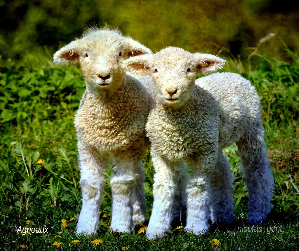 ✿ Agneaux ✿ Lambs ✿