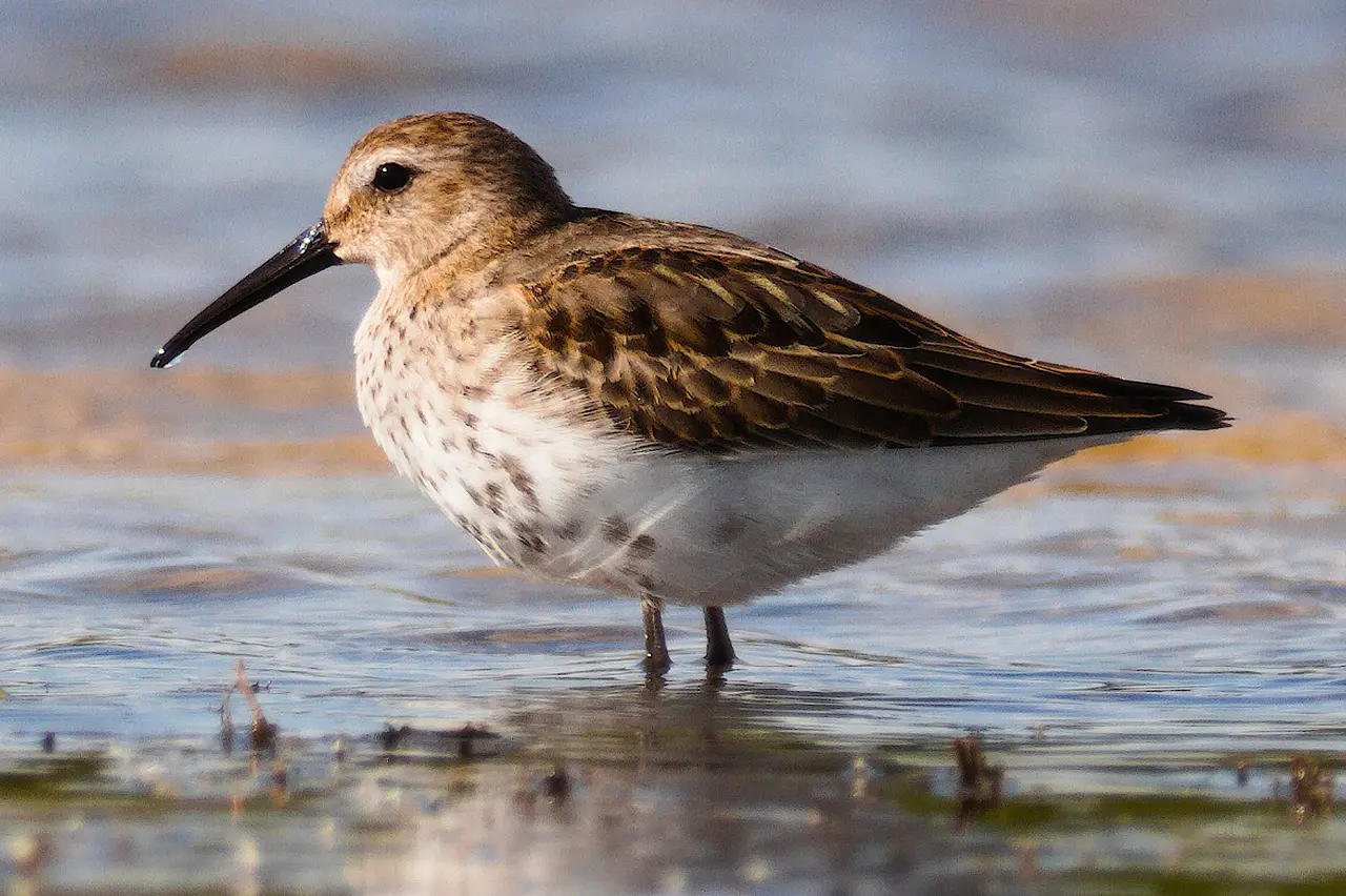 Dunlin easton bavents