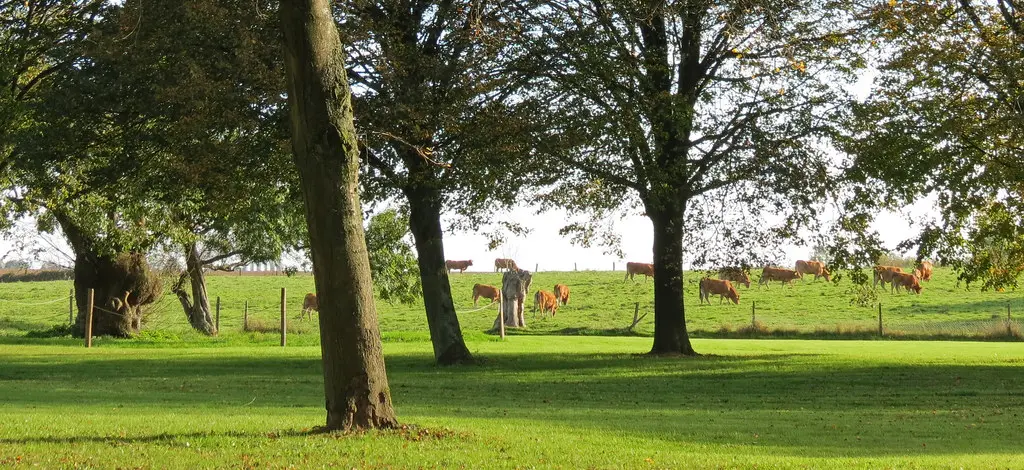 Vaches dans un pâturage à Martainville-Épreville, Seine-Maritime, Haute-Normandie