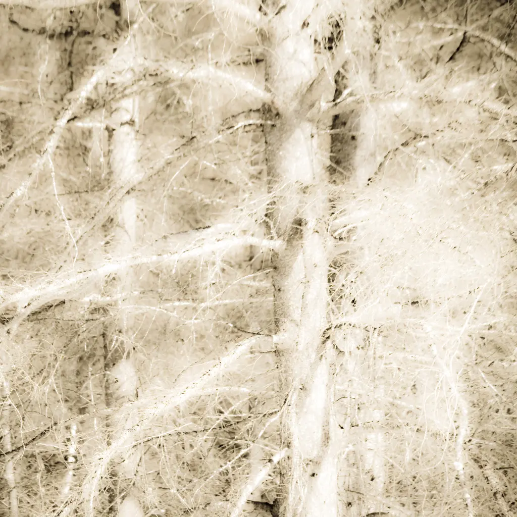 Ombres balayées par le vent... arbres en lumière... bientôt le printemps...!!!