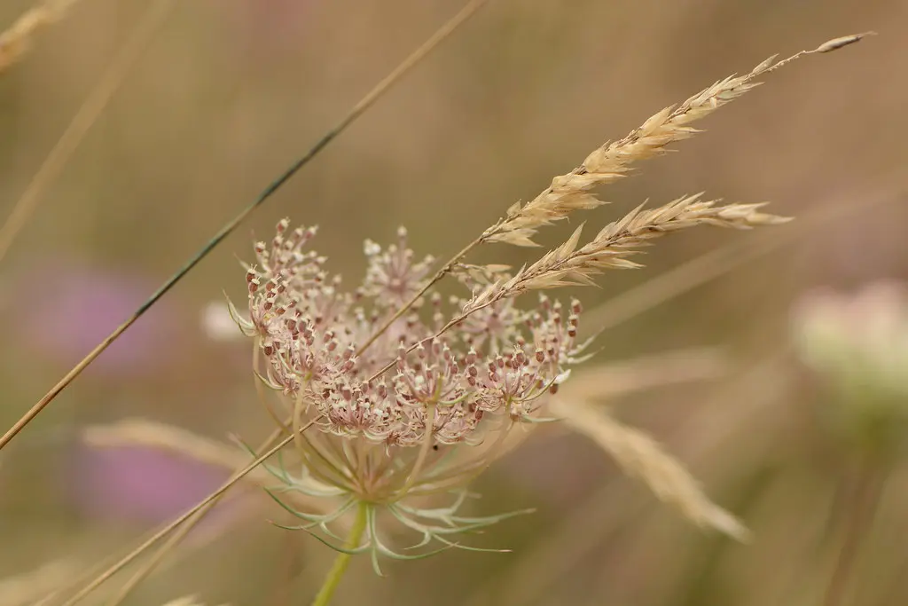 Herbes des champs dans le vent ...