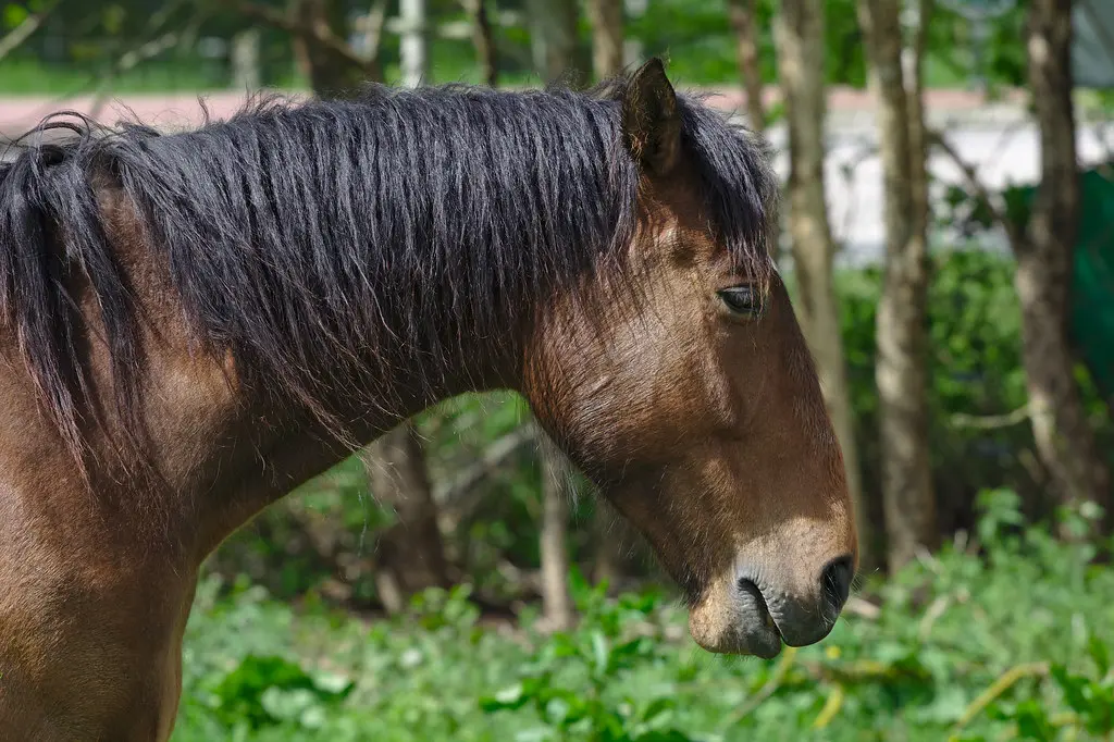 Horse in Lieurey
