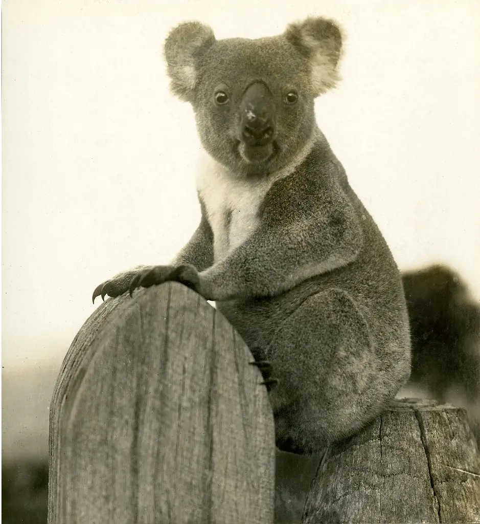 Koala in the Blackall Range, Montville, c 1931