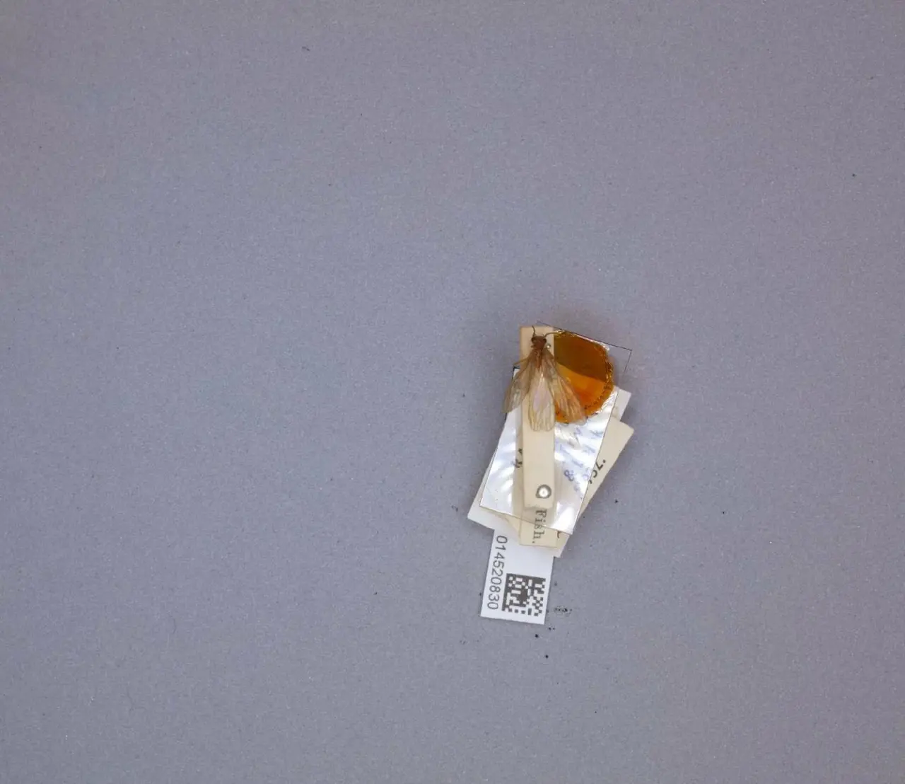 Neoperla rougemonti Zwick, P., 1986