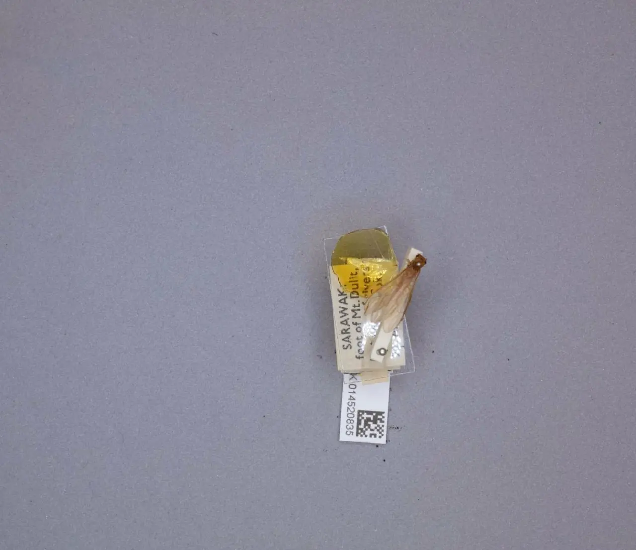 Neoperla rougemonti Zwick, P., 1986