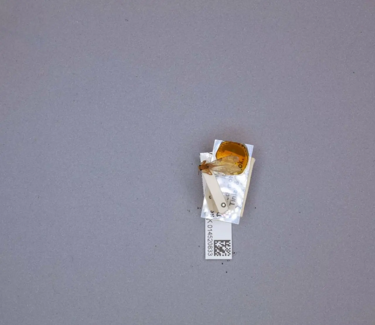 Neoperla rougemonti Zwick, P., 1986