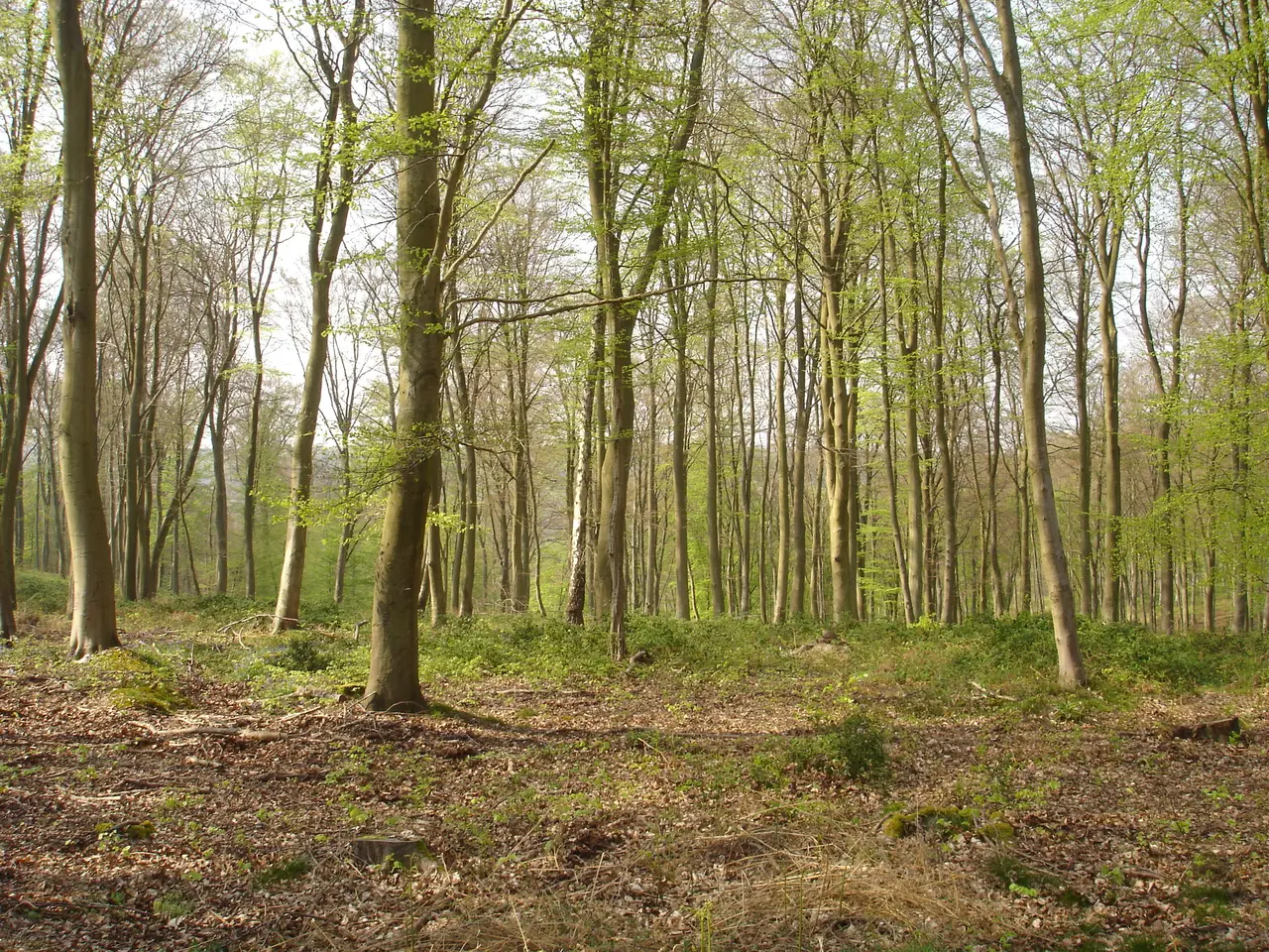 La forêt de Roumare au printemps